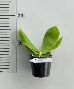 Alternative view of Phalaenopsis Tetraspis Red
