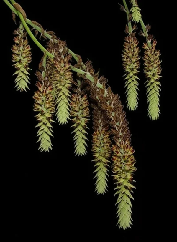 Cleisomeria Lanatum