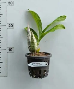 Alternative view of Catasetum Hybrid Gerhard Leiste Blooming Size