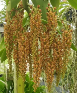 Robiquetia Spathulata (Spatula)