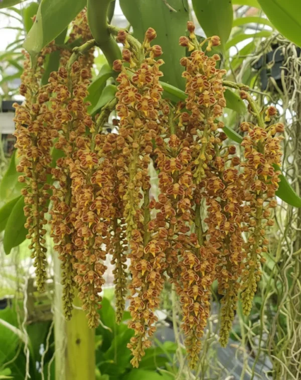 Robiquetia Spathulata (Spatula)