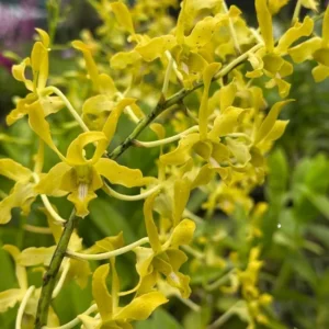 Chanchao Dark Yellow