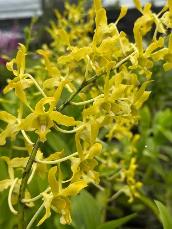 Chanchao Dark Yellow