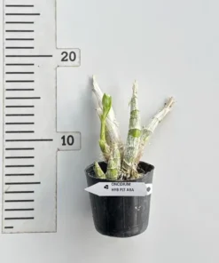 Alternative view of Catasetum Peliatum Alba(Plt White)