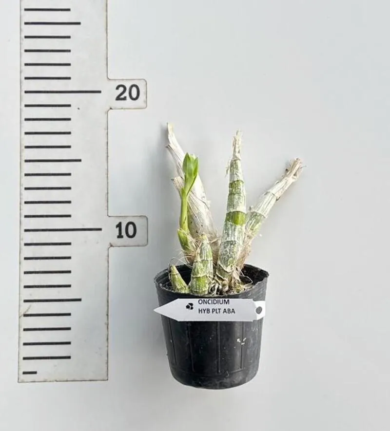 Catasetum Peliatum Alba(Plt White) - Image 2