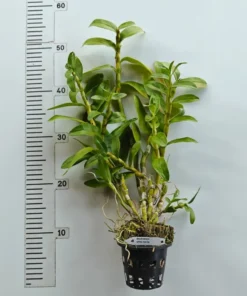 Alternative view of Ready to Flower Size Dendrobium Nobile White Red Lip