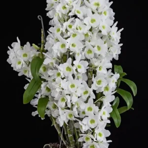 Nobile white green lip