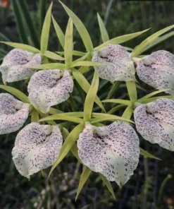 Cattleya Nakhon Pathom Bell Seedling