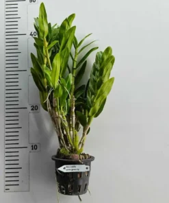 Alternative view of Nobile white green lip