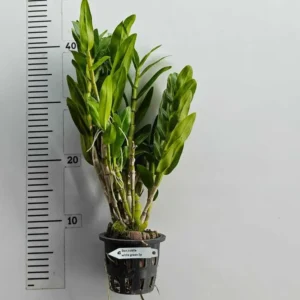 Alternative view of Nobile white green lip