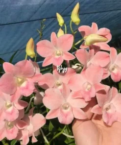 White Peach 87 Seedling