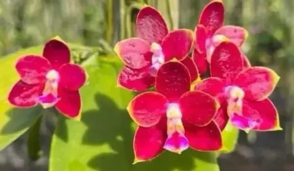 Phalaenopsis Mituo Prince x Yaphon x Goodboy Blooming Size