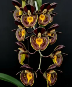 Catasetum Hybrid Gerhard Leiste Blooming Size