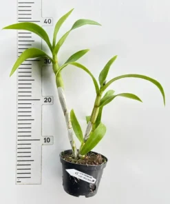 Alternative view of Ready to Flower Size Dendrobium Tubtim Classic Blue