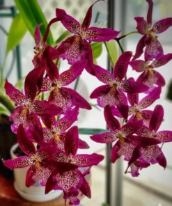 Marfitch Howard's Dream Blooming Size