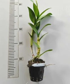 Alternative view of Matured Dendrobium Sonia White with Flowers or Buds