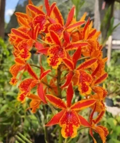 Cattleya Volcano Trick Blooming Size