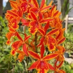 Cattleya Volcano Trick Blooming Size
