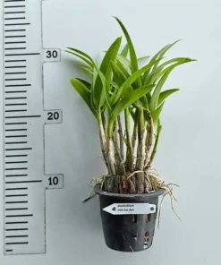 Alternative view of Mini Kaidao Compactum Blooming Size