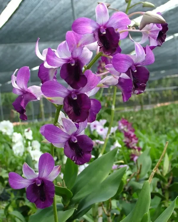 Raya Blue ( SERENE CHANG) Seedling