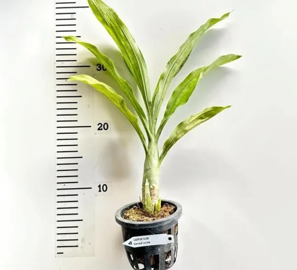 Catasetum Hybrid Gerhard Leiste Blooming Size - Image 2