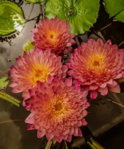 Hassabidin Water Lily