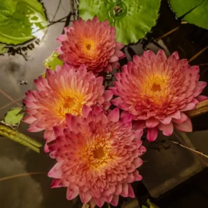 Hassabidin Water Lily