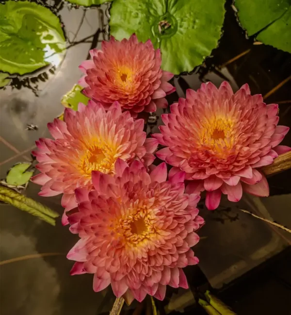 Hassabidin Water Lily