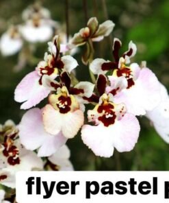 Tolumnia Flyer Pastel Pink