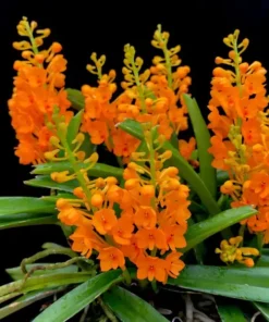 Ascocentrum Garayi Seedling