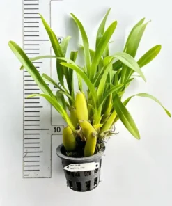 Alternative view of Miltonia Pink Blooming Size