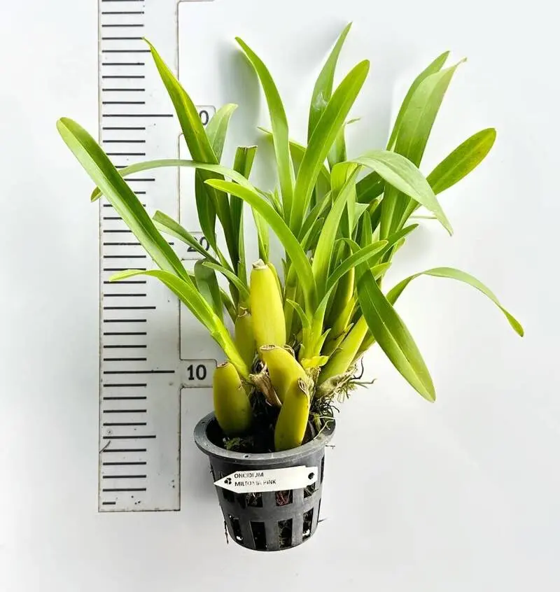 Miltonia Pink Blooming Size - Image 2