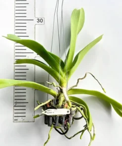 Rhynchostylis MB #13 Blooming Size - Image 2