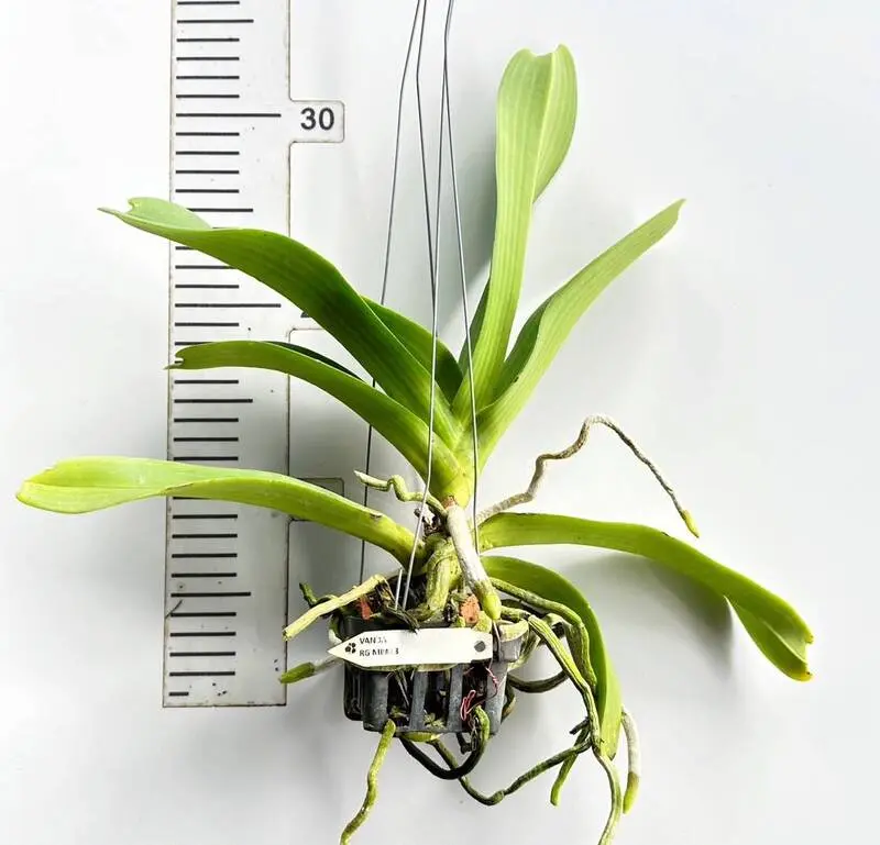 Rhynchostylis MB #13 Blooming Size - Image 2