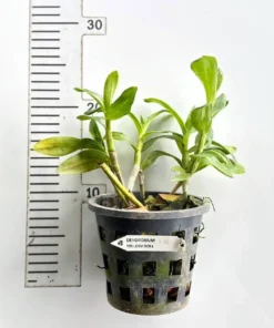 Alternative view of Nobile Yellow Doll Blooming Size