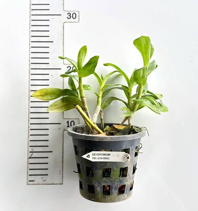 Nobile Yellow Doll Blooming Size - Image 2