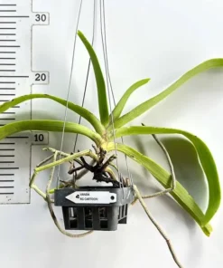 Alternative view of Blooming Size Rhynchostylis Cartoon Foxtail
