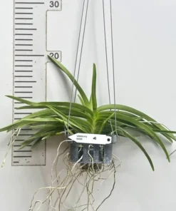 Alternative view of Ascocentrum Garayi Blooming Size