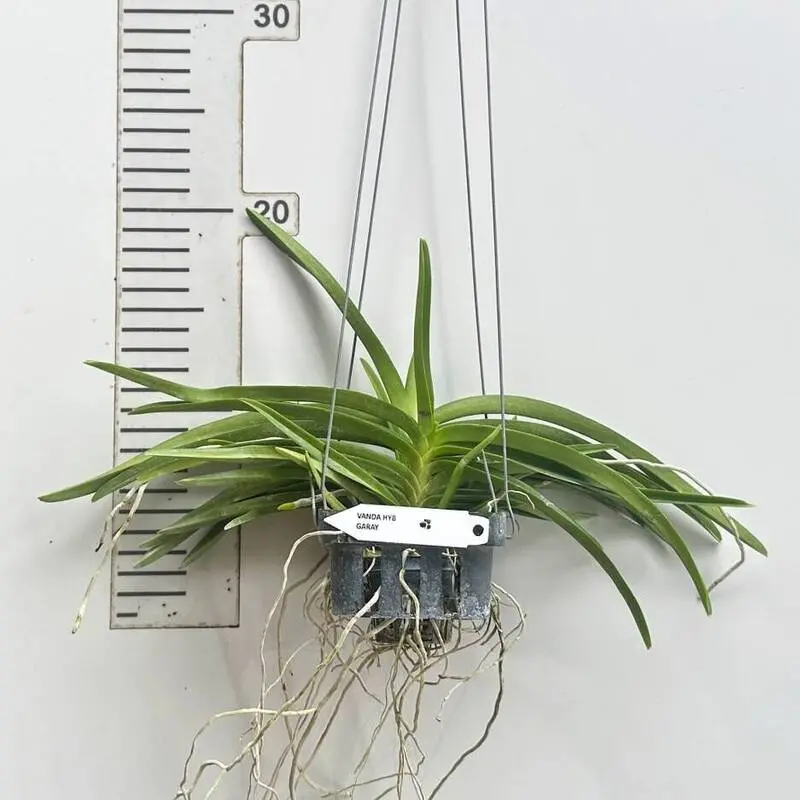 Ascocentrum Garayi Blooming Size - Image 2