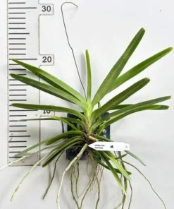 Alternative view of Ascocentrum ampullacem pink(Ac Amp Pink) - Mounted