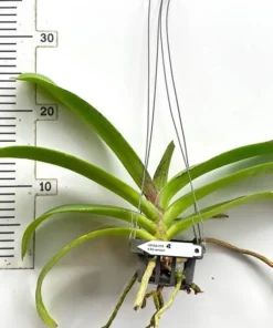 Alternative view of Blooming Size Rhynchostylis Cartoon Foxtail