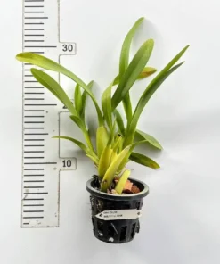 Alternative view of Miltonia Pink Blooming Size