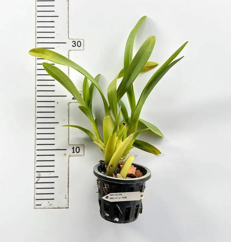 Miltonia Pink Blooming Size - Image 2