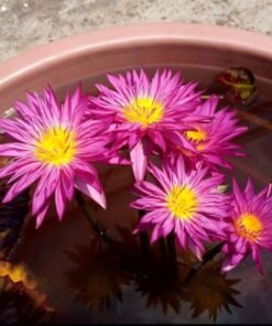 Miami Rose Water Lily