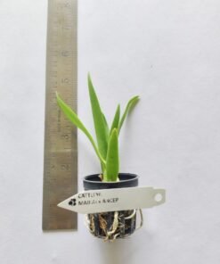 Alternative view of Cattleya Mikai x Ancep Seedling