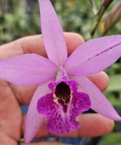 Cattleya Mikai x Ancep Seedling