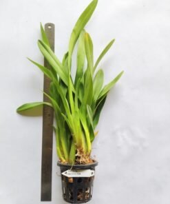 Alternative view of Miltonia Pink Blooming Size