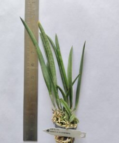 Alternative view of Cattleya Nakhon Pathom Bell Seedling