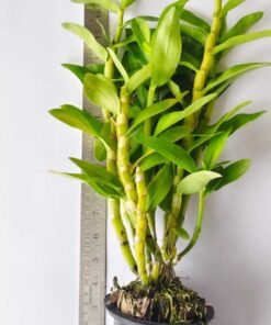 Alternative view of Nobile white red lip