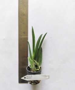Alternative view of Cattleya Noknoi Seedling